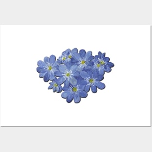 Hepatica 1 Posters and Art